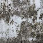 6 Cara untuk Membersihkan Jamur di Rumah​